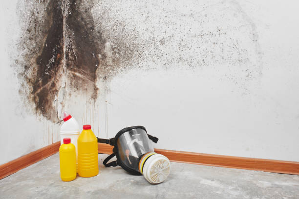 Best Commercial Mold Removal  in Rhome, TX
