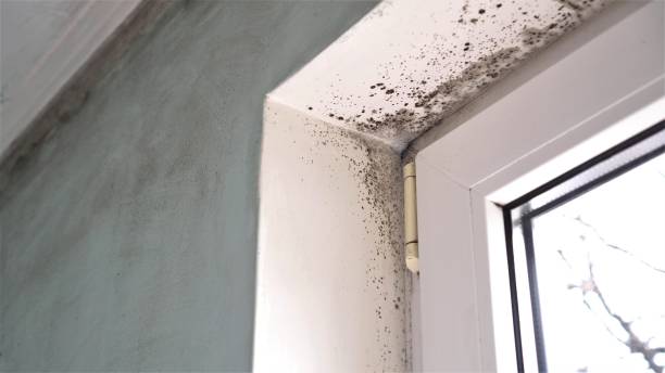 Best Commercial Mold Removal  in Rhome, TX