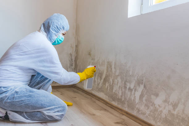 Professional Mold Removal in Rhome, TX