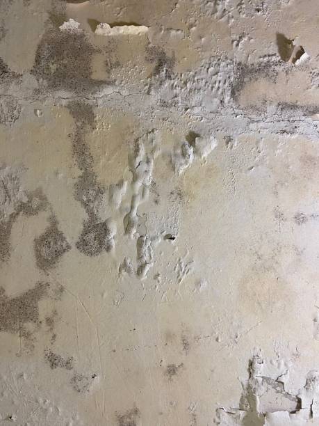 Best Mold Removal Near Me  in Rhome, TX
