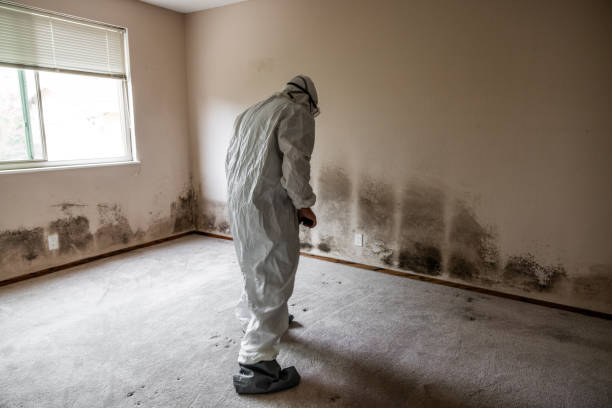Certified Mold Removal in Rhome, TX